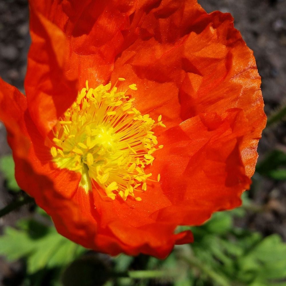 Meet your Posher, Dawn